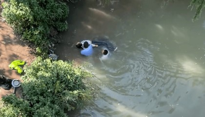 辅警跳河救起轻生女，上岸时被红火蚁咬伤：系最危险入侵物种之一，过敏者或致休克