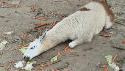 网友称一动物园羊驼被投喂吃撑倒地翻白眼，园方回应：确实吃饱了