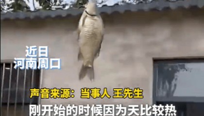 男子在家操控无人机钓鱼，当天就钓上十几条，当事人：不要轻易尝试，已被鱼拉下水十几个无人机