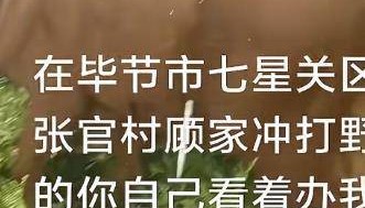 贵州毕节一黄牛被铁扦射穿身体，主人报警：怀疑有人用无人机狩猎