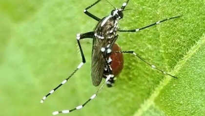 “大白天都咬人，隔着衣服都被咬”！花蚊子猖獗，专家提醒：有些已有耐药性