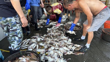 起猛了！东海梭子蟹2元/斤，杭州市场到货量惊人