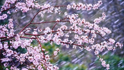 趣看｜三月倒吹“桃花雪”，春风北上紫禁城