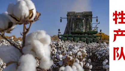 为什么西方媒体要针对“新疆棉”？