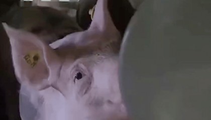 飞机载100头猪臭气熏人，200多名乘客遭殃！被迫紧急降落