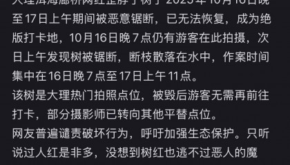 大理洱海网红“歪脖子树”疑被人砍断，当地最新回应：现场调查无线索，警方介入调查