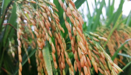 吃大米也能护心脏？我国科学家，这一研究取得重要进展：成功创制全球首个......