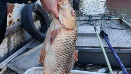 一船电走500多斤长江野生鱼，渔政雾夜收网