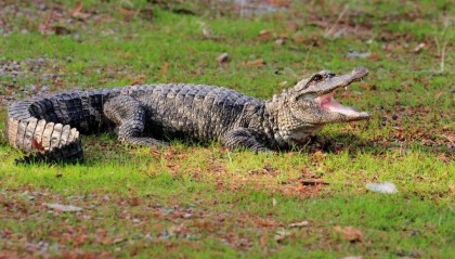 1920条！安徽野外扬子鳄种群数量创历史新高