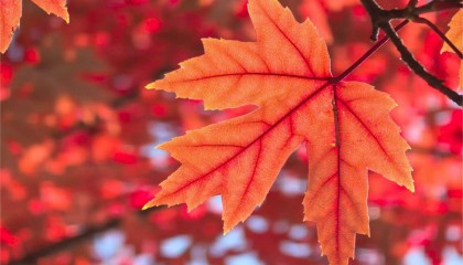 华为Mate 70系列手机影像技术曝光，“红枫原色影像”引期待