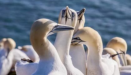 世链集团|从专业细节出发,以全产业链优势引领区块链风向