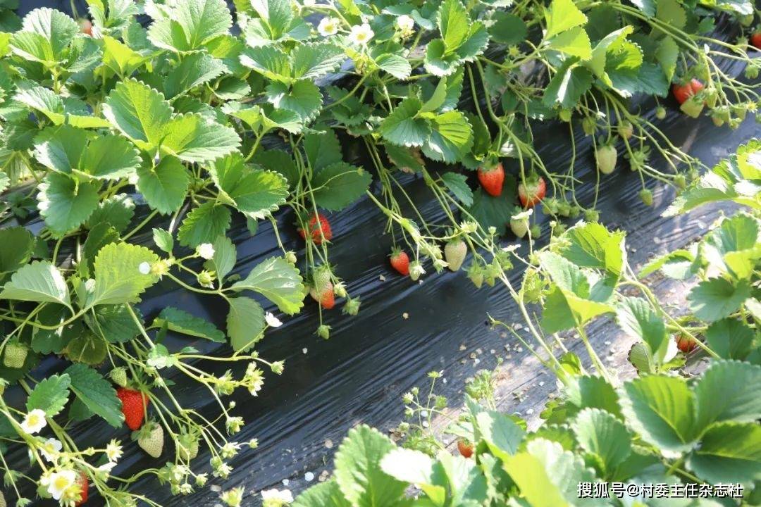 全域共进，西邵新篇——记山西省太原市晋源区姚村镇西邵村