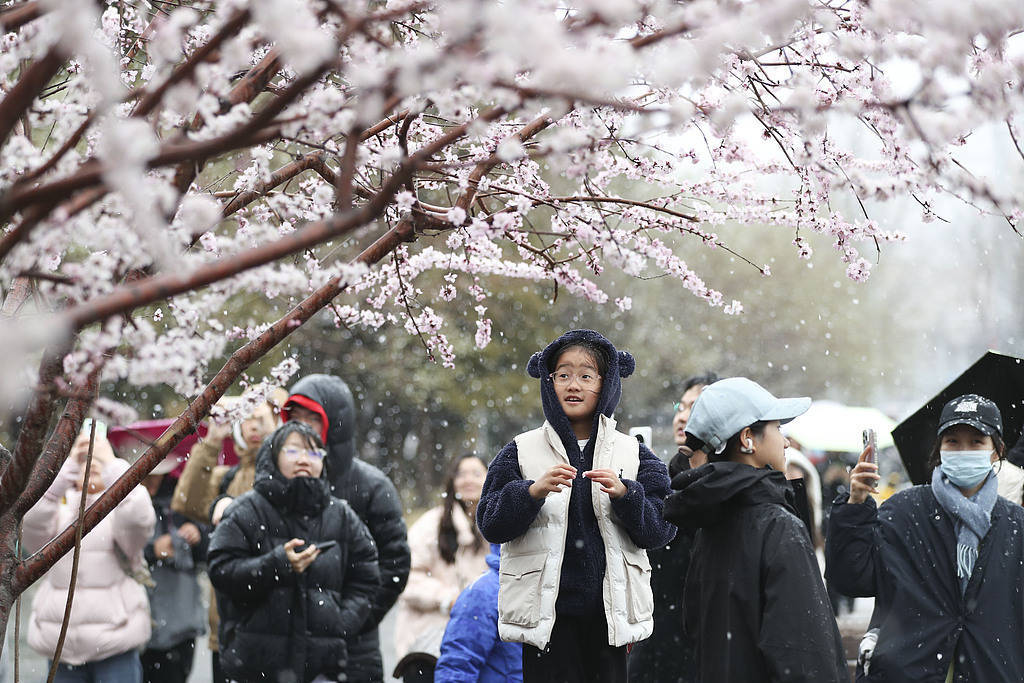 趣看｜三月倒吹“桃花雪”，春风北上紫禁城