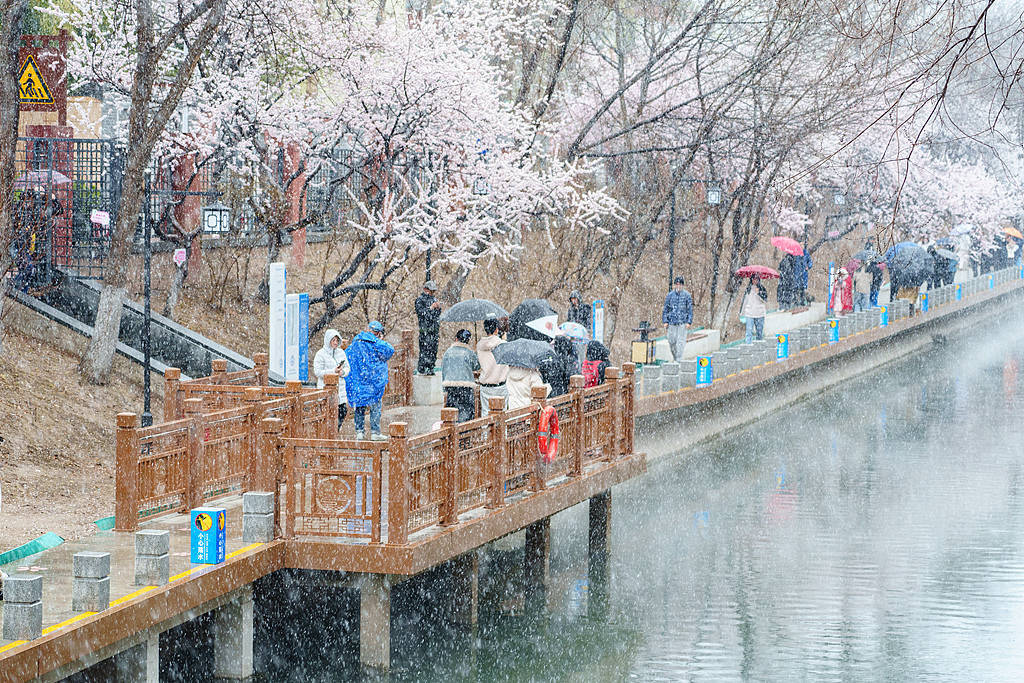 趣看｜三月倒吹“桃花雪”，春风北上紫禁城