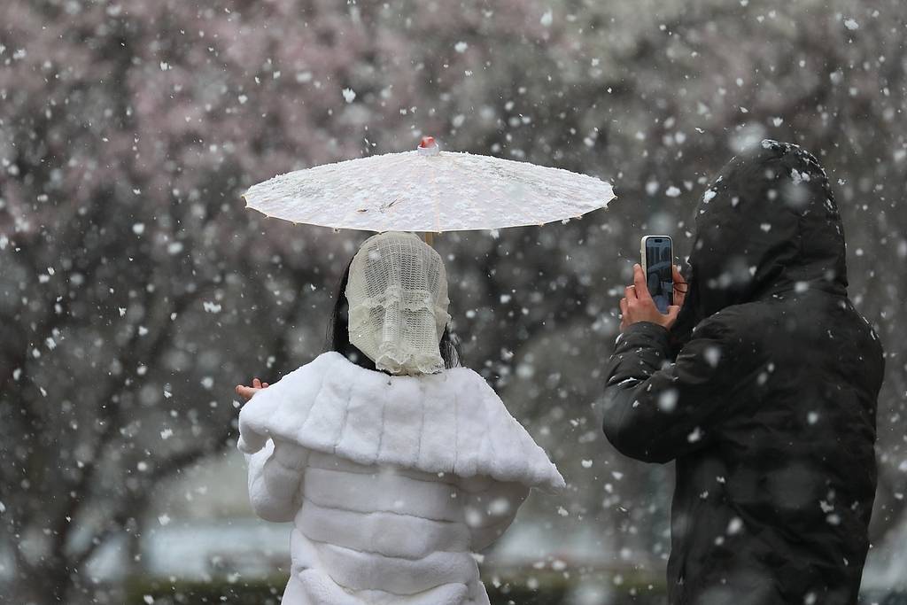 趣看｜三月倒吹“桃花雪”，春风北上紫禁城