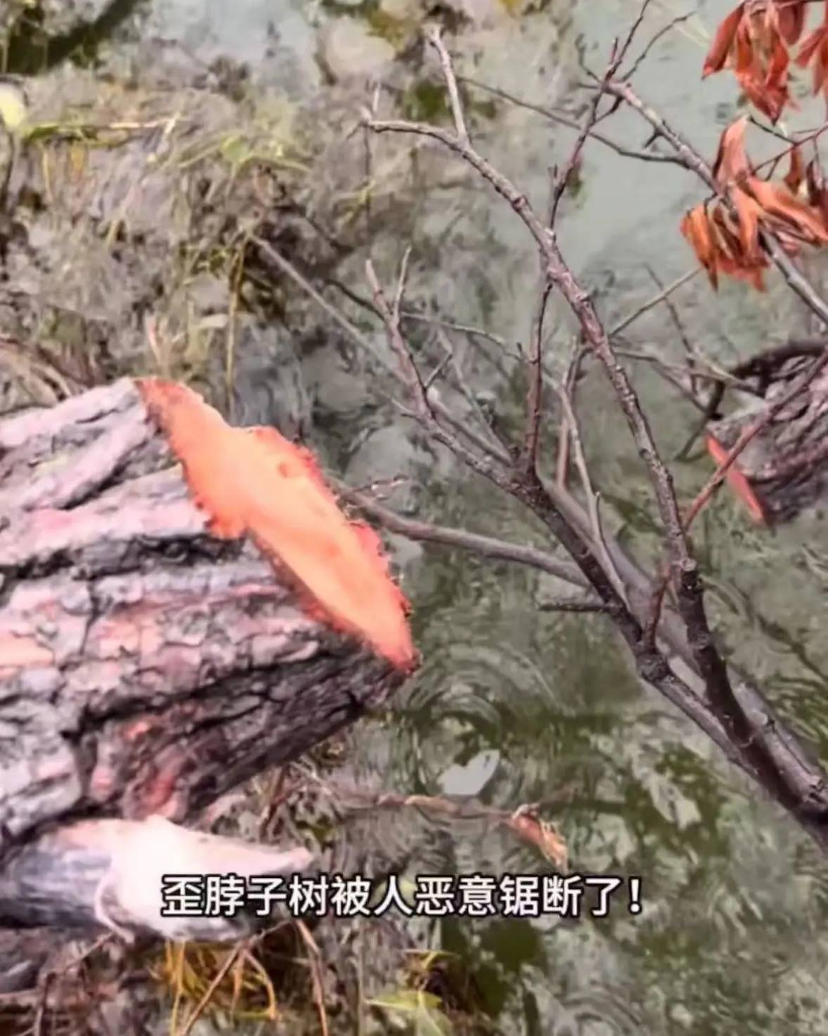 大理洱海网红“歪脖子树”疑被人砍断，当地最新回应：现场调查无线索，警方介入调查