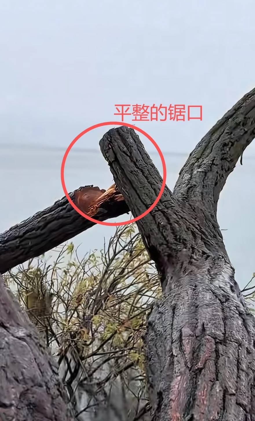 大理洱海网红“歪脖子树”疑被人砍断，当地最新回应：现场调查无线索，警方介入调查