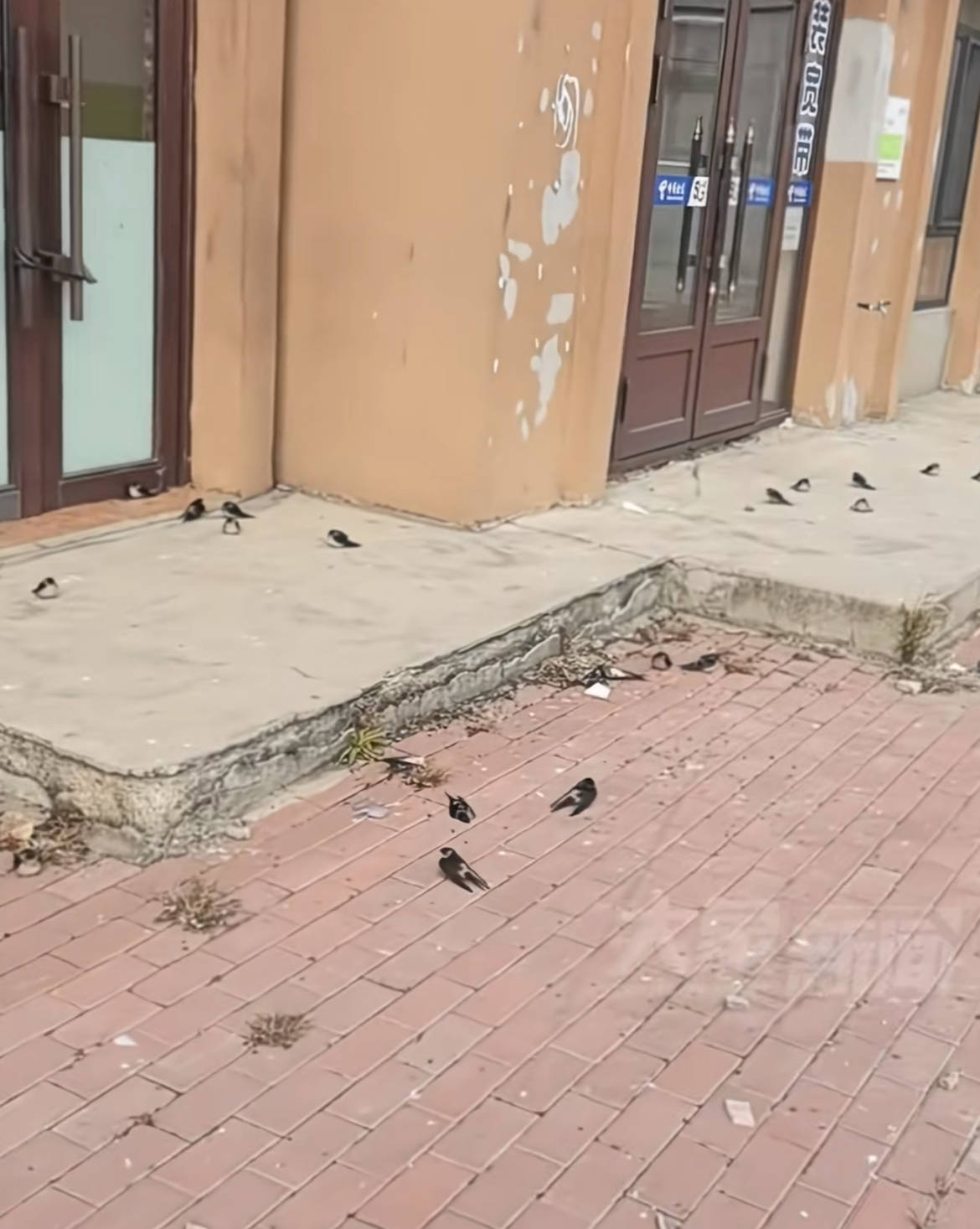 黑龙江五常上百只燕子滞留没南飞冻死不少，当地林草局：自然现象，气温骤降燕崽没扛住