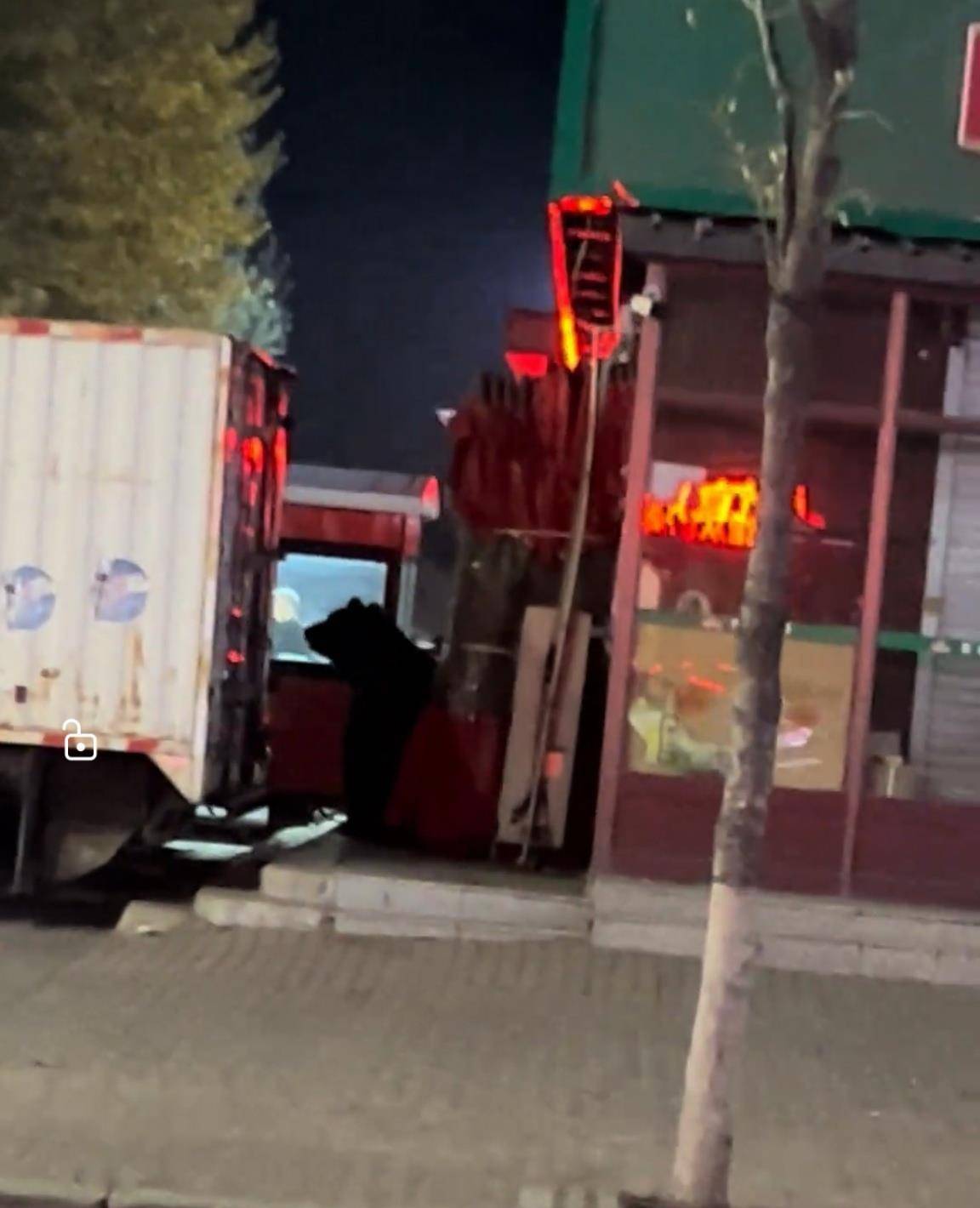 大黑熊夜里独闯黑龙江一县城闹市区，警方连开10多枪击毙，回应为何没用麻醉枪