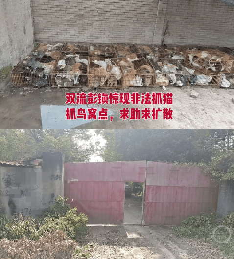 成都一空置房被曝上百只猫被关在铁笼,官方通报:未发现虐猫行为,被困小猫已安全转移,涉事人员被公安机关带走调查