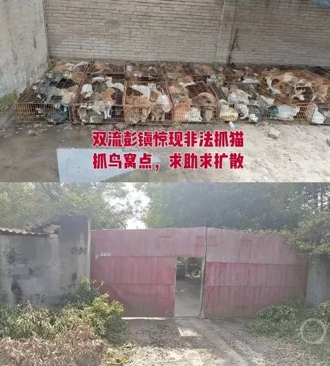 “成都一空置房非法囤猫”？官方通报：共发现被困小猫102只，未发现虐猫行为