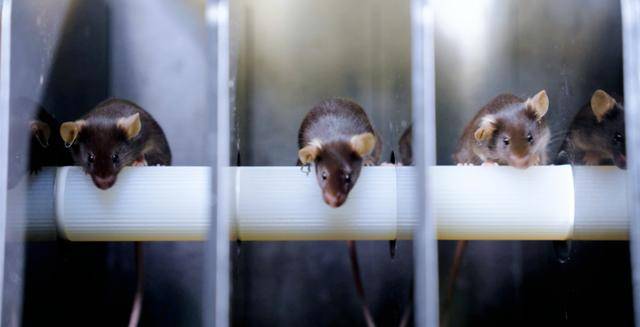 神二十一有4只“小鼠航天员”!选拔Vlog公开→